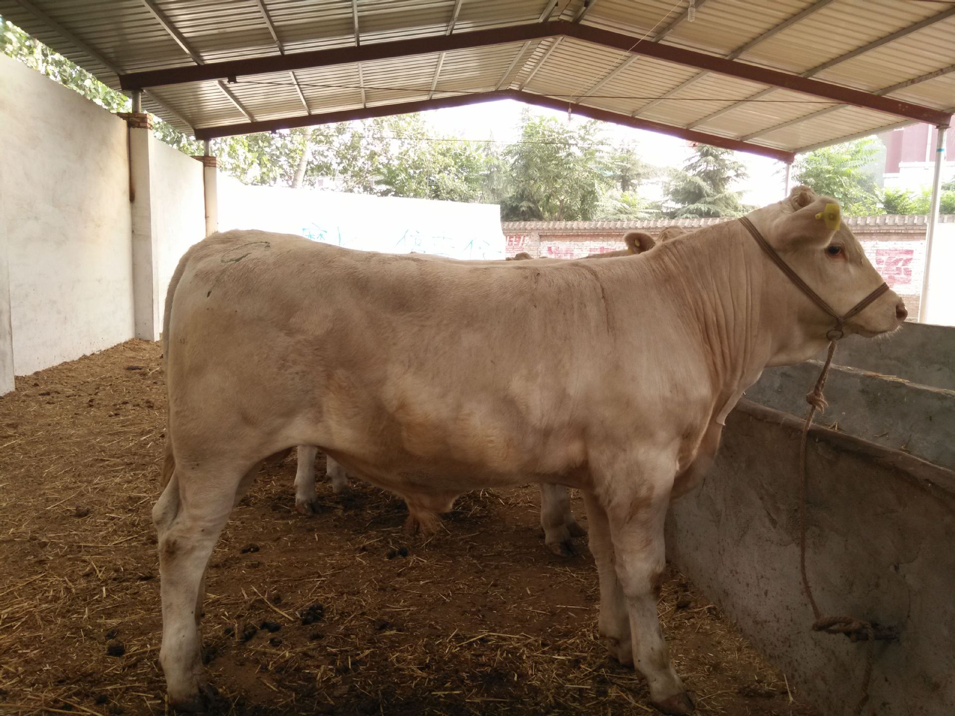 3、夏洛萊肉牛育肥預(yù)混料：肉牛預(yù)混料中還應(yīng)添加哪些其他成分才能喂給肉牛？ 