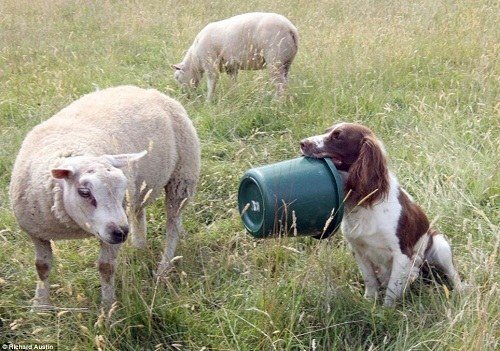 2、狗吃豬飼料有什么壞處？會發(fā)生什么？ 