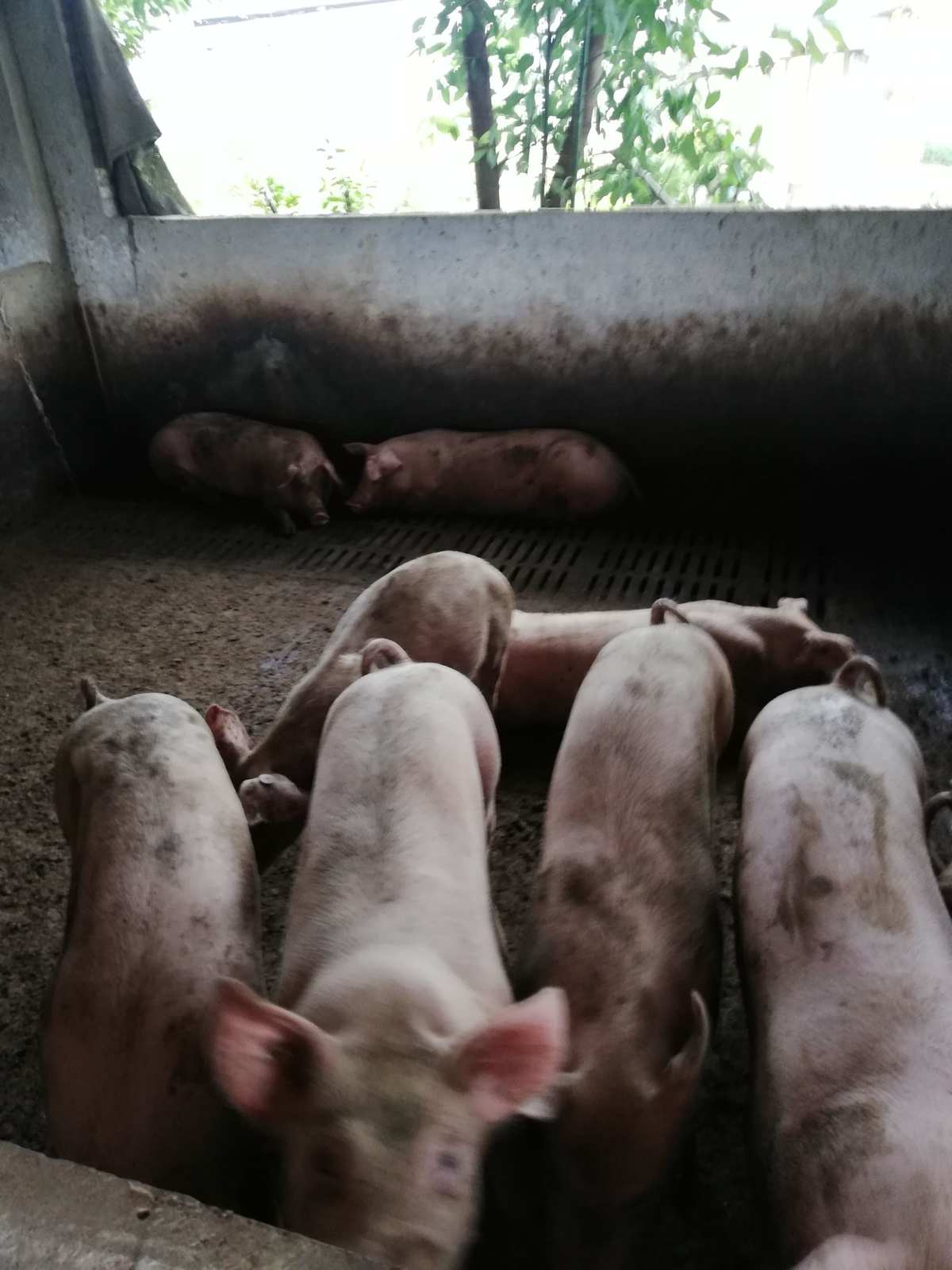 二、如何飼養(yǎng)后備母豬？